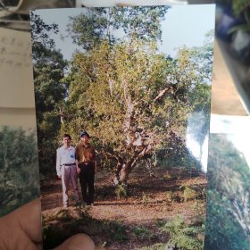 茶圣王郁风先生调查研究千年古茶树照片四五张