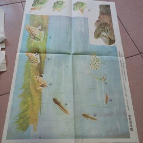 两栖类动物示意图