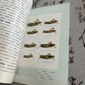 山东农林主要病虫图谱麦类分册