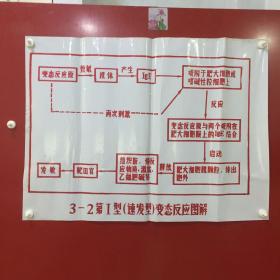 印刷品-医学教学图谱挂图（塑料）——3-2 第Ⅰ型（速发型）变态反应图解【33】折痕、破损