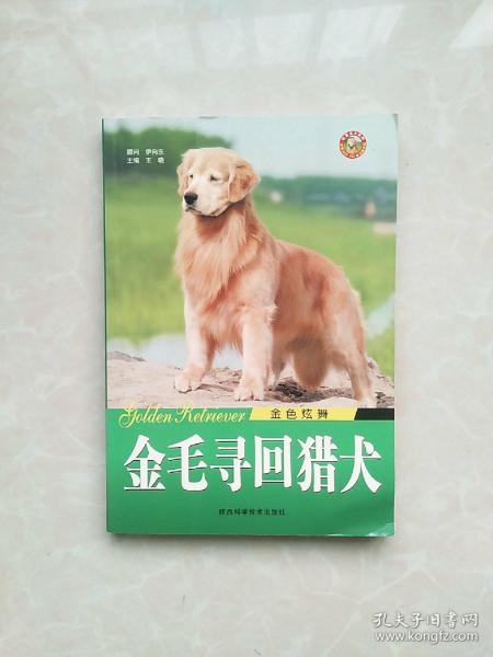 金色炫舞：金毛寻回猎犬