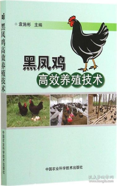 黑凤鸡高效养殖技术