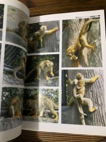 动物摄影图片资料书籍 猴篇 画家 摄影师等美术创作资料用书