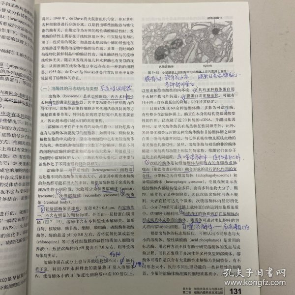 细胞生物学（第4版）