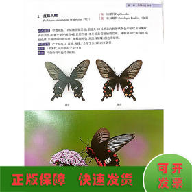 浙江乌岩岭国家级自然保护区蝴蝶图鉴
