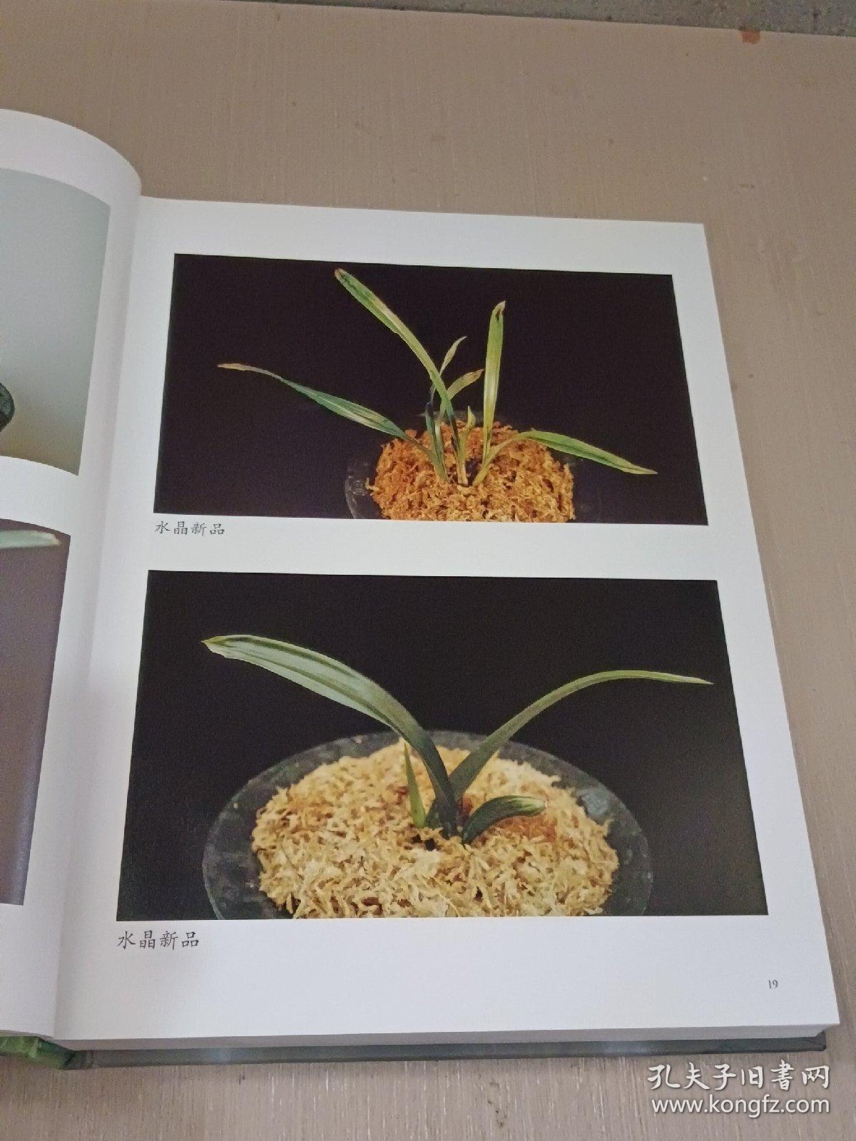 中国兰花：观赏与培育及病虫害防治