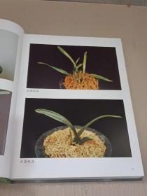 中国兰花：观赏与培育及病虫害防治