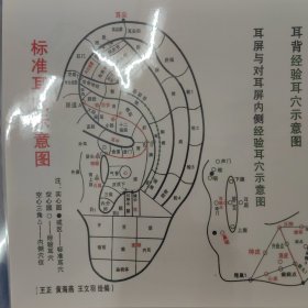 耳廓正面经验耳穴示意图