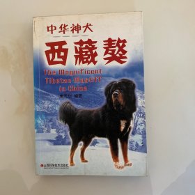 中华神犬——西藏獒