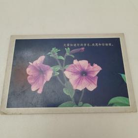 明信片：花