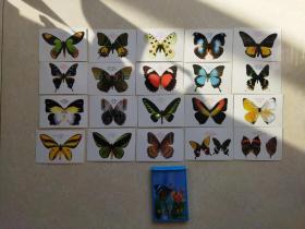 世界名蝶鉴赏（20张）+世界昆虫与蜘蛛鉴赏（全套24张全）
