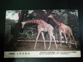 民国时期日本明信片～上野动物园梅花鹿