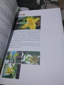 阳台种菜DIY