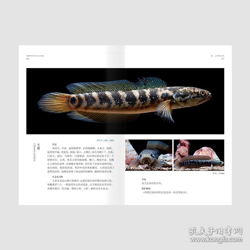 福建野外常见淡水鱼图鉴 活体鱼类照片 林氏细鲫