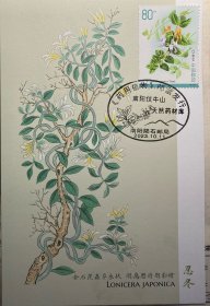 药用植物极限片，清代绘画金银花极限片，中药材明信片，忍冬邮票