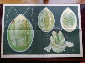 初级中学课本生物教学挂图-藻类植物