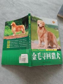 金色炫舞：金毛寻回猎犬