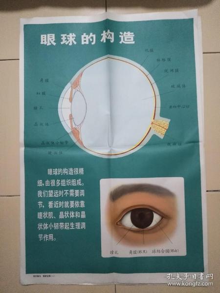 保护视为  预防近视（宣传画4张全）