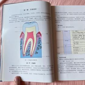 口腔组织学图谱 软精装