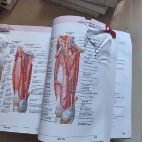 奈特人体解剖学彩色图谱（第7版）