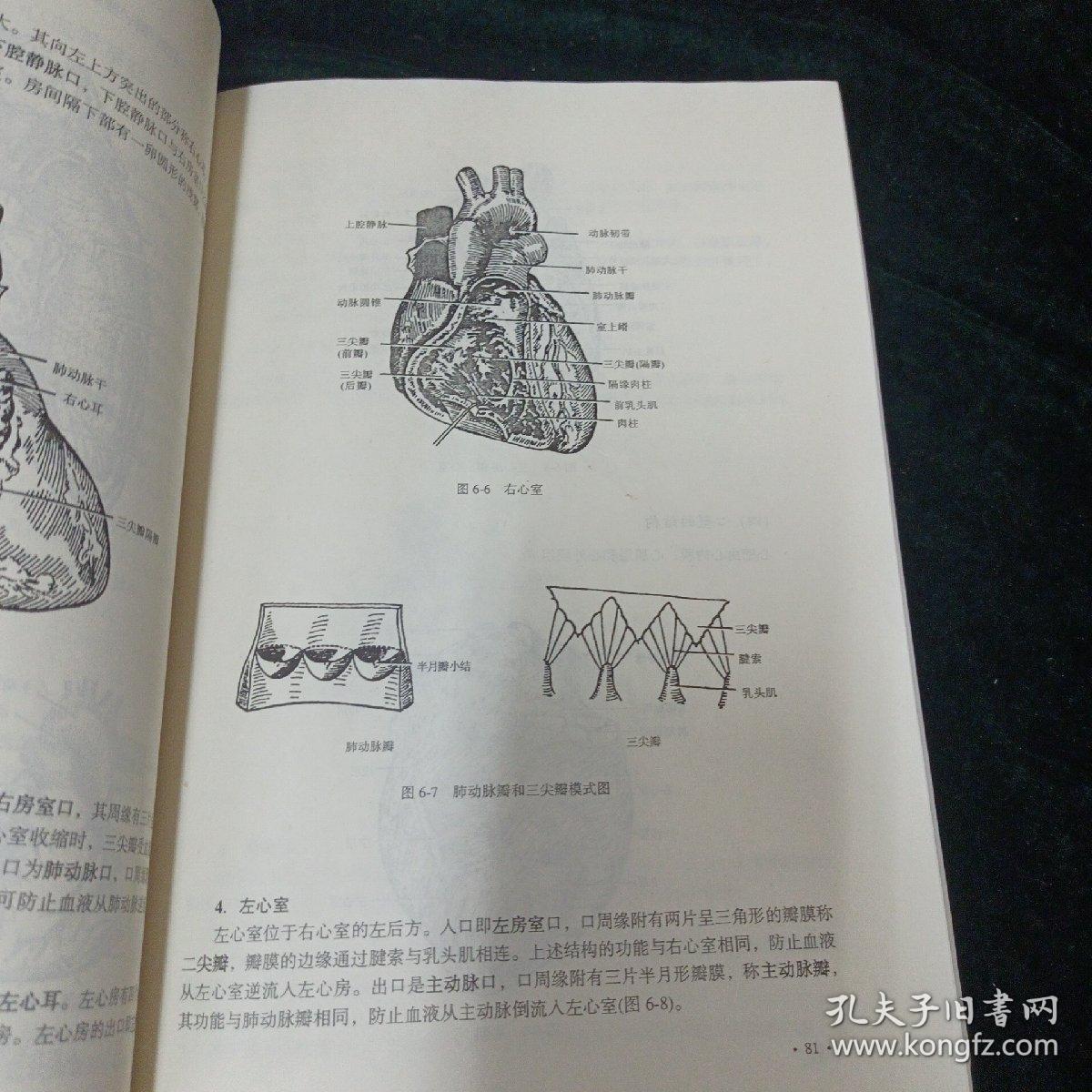 21世纪高等医药院校教材：人体解剖学