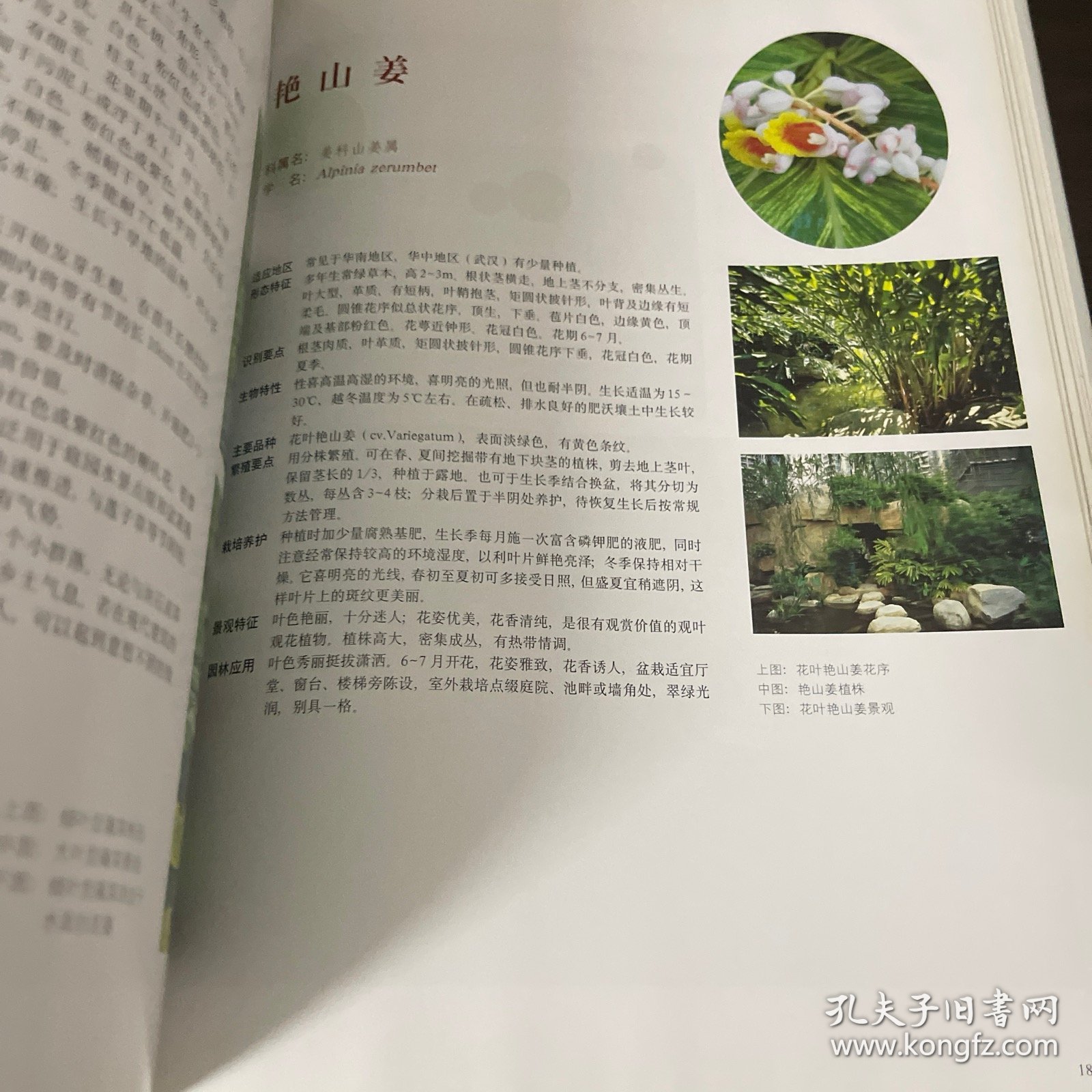 水体植物景观——现代园林植物景观丛书
