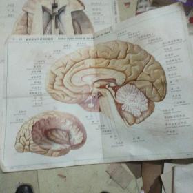 人体解剖挂图神经系统.V——20    脑的正中矢状断和脑岛