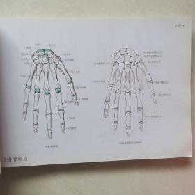 运动解剖学图谱(第3版)