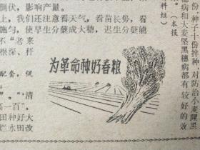 1972年10月13日浙江《农村科技报》油茶选种，常山油茶研究所品种组整理。萧山县党湾公社民新垦种队——围垦地上油菜夺高产。用“701”“920”浸油菜秧根能增产。桐乡县晚村公社坝桥大队改造低洼烂田，夺得大麦高产。萧山县宁围公社培养一批又红又专的植保员队伍。海宁县许村永福大队，科学种田大麦小麦高产。上虞县滨笕公社林岙大队运肥新闻，兵马未动粮草先行。镇海县柴桥公社农机厂，以手扶拖拉机为动力的打稻机。