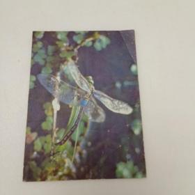 卡片，蜻蜓