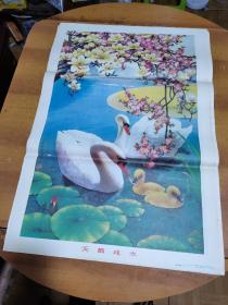 1988年,天鹅戏水,对开年画宣传画76*52厘米的，,品如图收藏品