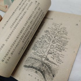 苏联青年科学丛书:《黑色的金子-石油》插图本 1951年初版