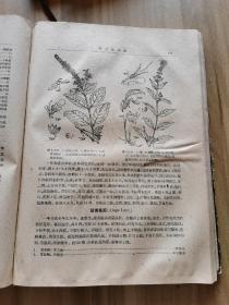 江苏南部种子植物手册