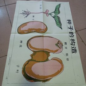 种子的构造示意图
