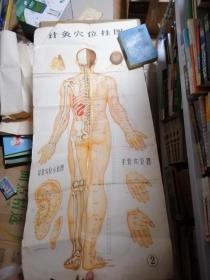 针灸穴位挂图（1一3）。三张全
一一大挂图
