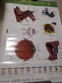 人体系统解剖挂图12  视觉与听觉