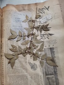 植物标本，无标本台纸.2150528-57
