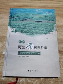 广西野生茶树图片集