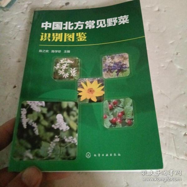 中国北方常见野菜识别图鉴