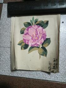 花卉手稿(6张)