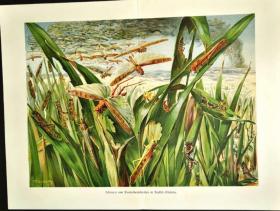 1896年德国莱比锡套色石版画蝗虫灾害