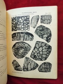 民国21年国立北平研究院<中国南部二叠纪珊瑚化石>道林纸印、中文简介、英文,有柯罗版大图16张,净重1公斤,稀见黄汲清院士著作