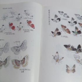 怎样画蝴蝶 自学美术丛书（十六）