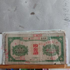 老票据 : 股金证(全椒县1952年)