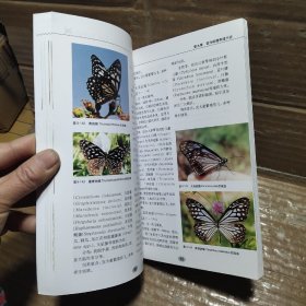 中国蝴蝶养殖
