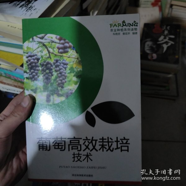 葡萄高效栽培技术