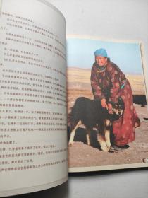 王者的血脉：蒙古牧羊犬