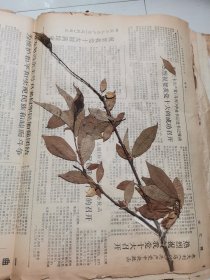 植物标本，无标本台纸.2150527-68