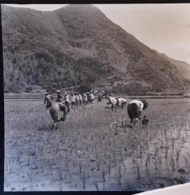 1965年底片一张，枞阳县钱铺公社，山间插秧