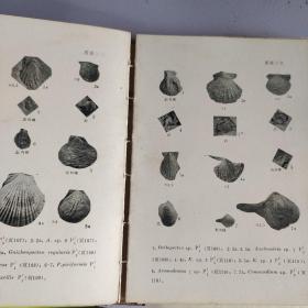 福建化石手册